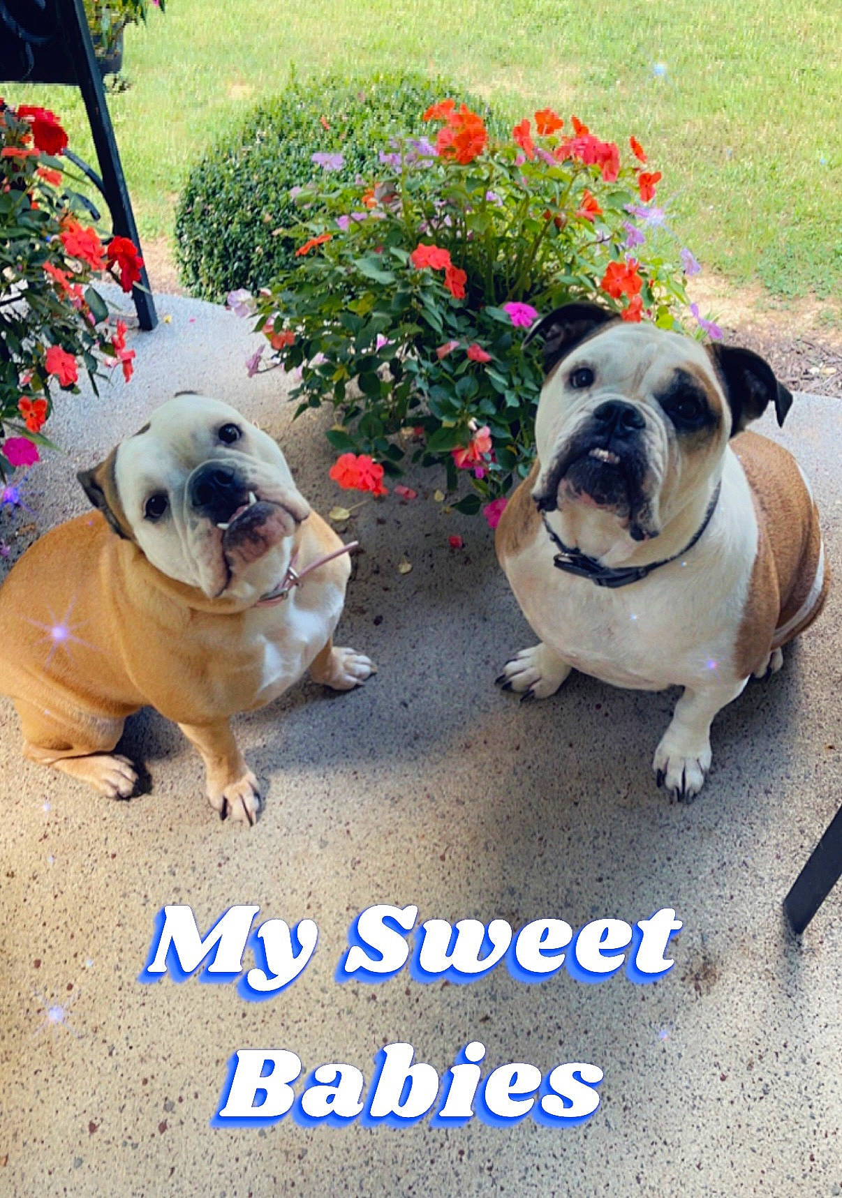 Lou Lou is registered to the contest to win money with this photo: bulldog, canidae, carnivore, collar, companion_dog, dog, dog_breed, fawn, flower, grass, happy, leash, petal, plant, pug, rose, snout, sporting_group, toy_dog, working_animal