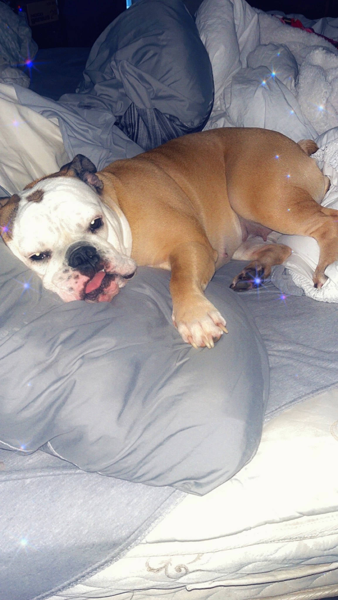 Lou Lou joined the competition — help win amazing prizes! bulldog, canidae, carnivore, collar, comfort, companion_dog, dog, dog_breed, dog_collar, fawn, molosser, pet_supply, snout, sporting_group, terrestrial_animal, toy_dog, whiskers, white_english_bulldog, working_animal, wrinkle