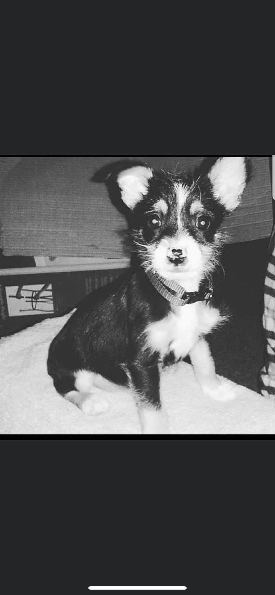 Jaxson Mississippi joined the competition — help win amazing prizes! canidae, carnivore, companion_dog, dog, dog_breed, dog_supply, eye, fawn, fur, hair, head, iris, monochrome, monochrome_photography, snout, sports_equipment, style, toy_dog, whiskers, working_animal