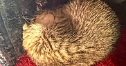Snoopy is registered to the contest to win money with this photo: kitten, cat, sleeping, curled_up, fur, red_rug, soft_texture, cozy, resting, tabby, pet, animal, closeup, indoor, cute, feline, whiskers, young_cat, nap, warm