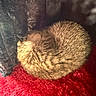 kitten, cat, sleeping, curled_up, fur, red_rug, soft_texture, cozy, resting, tabby, pet, animal, closeup, indoor, cute, feline, whiskers, young_cat, nap, warm