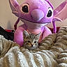 kitten, cat, plush_toy, blanket, soft_texture, indoor, cute, small_animal, stuffed_animal, purple, cozy, comfort, pet, feline, toy, close_up, young_animal, resting, home, cuddle