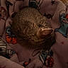 Snoopy is registered to the contest to win money with this photo: cat, tabby, sleeping, curled_up, blanket, cartoon_characters, soft_texture, indoor, cozy, pet, feline, resting, fur, animal, warm, wood_floor, quiet, relaxing, domestic, cute