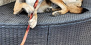 Trompette participe au concours pour gagner de l'argent avec cette photo : animal, bench, black, bone, brown, canine, chewing, dog, floor, fur, home, outdoor, paw, pet, playful, relaxed, resting, tile, white, woven