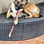 animal, bench, black, bone, brown, canine, chewing, dog, floor, fur, home, outdoor, paw, pet, playful, relaxed, resting, tile, white, woven