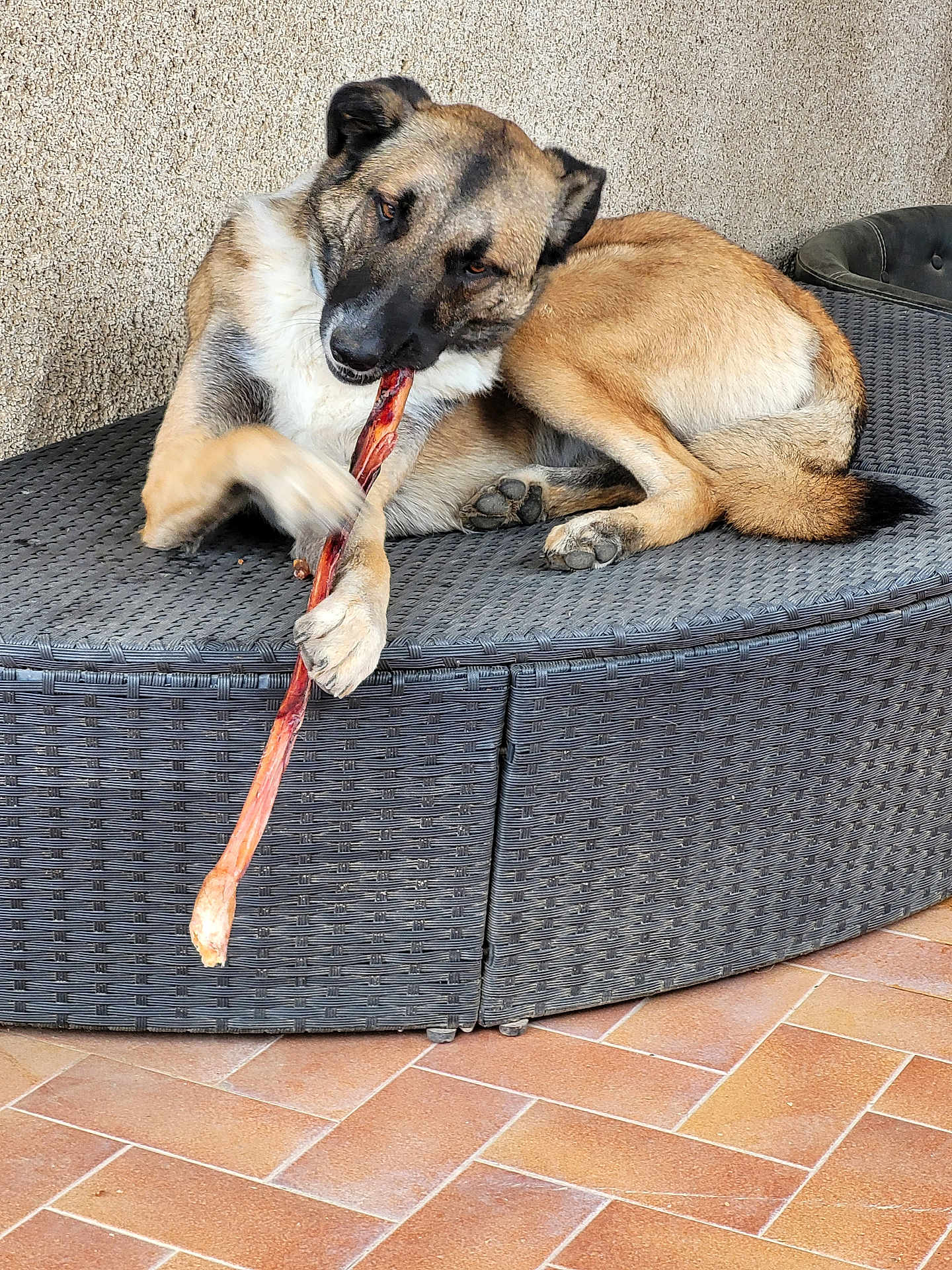 Trompette
