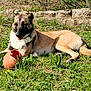 Trompette a rejoint le concours — aidez-le/la à gagner de superbes lots ! animal, broken_ball, canine, daytime, dog, garden, grass, greenery, happy, laying_down, nature, outdoor, park, pet, play, relaxed, stone_wall, summer, sunlight, tongue_out