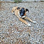 animal, black_snout, calm, collar, curious, dog, ears, gravel, ground, looking, lying_down, nature, outdoor, pet, puppy, resting, small_stones, tan_fur, wall, young_dog