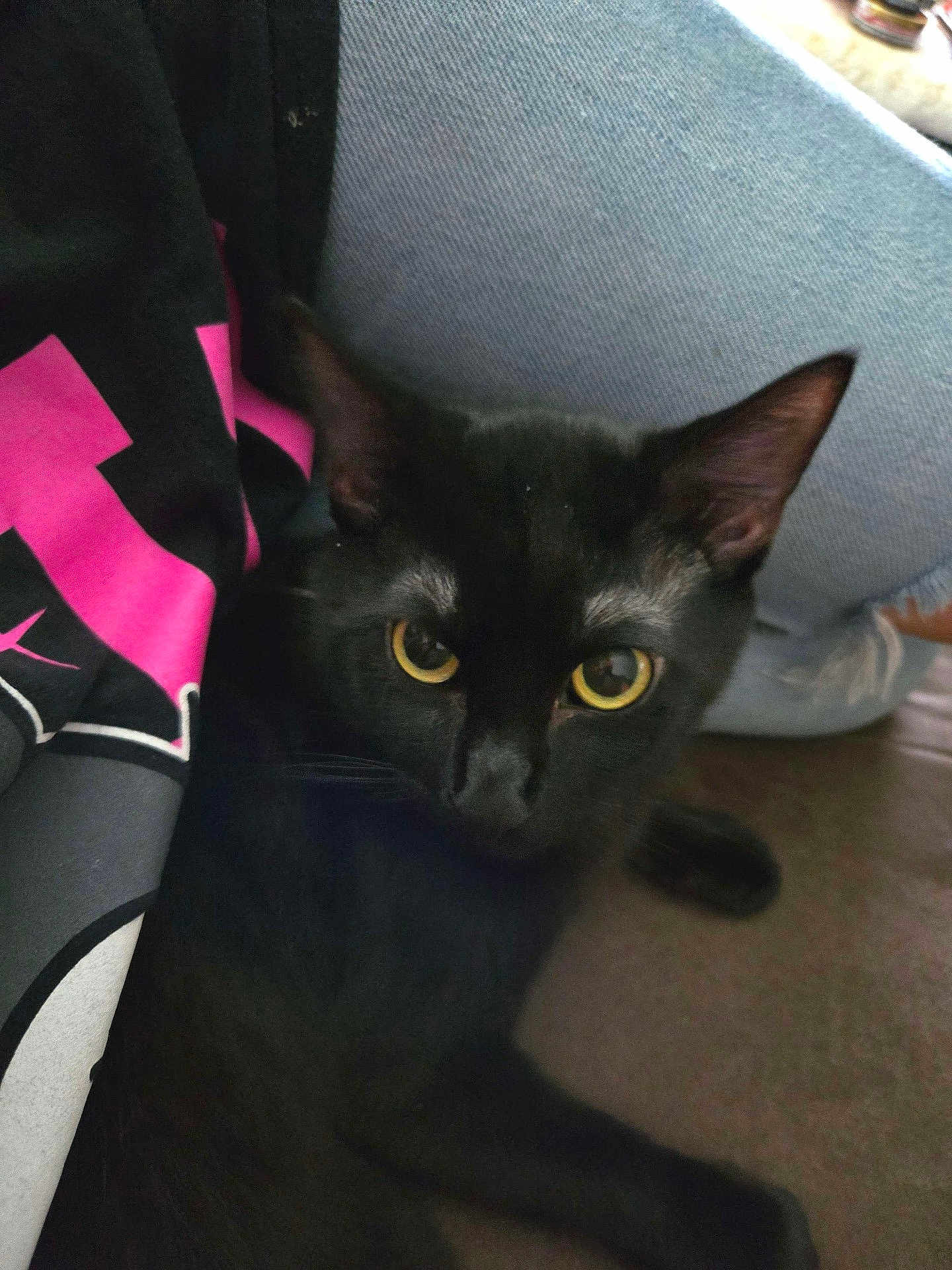 Boo joined the competition — help win amazing prizes! black_cat, cat, yellow_eyes, pet, indoor, close_up, feline, animal, domestic_animal, person, clothing, jeans, shirt, fabric, relaxed, looking_at_camera, cute, companion, home, cozy