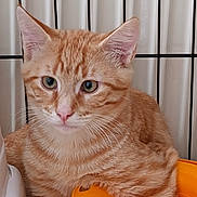 Sheeran a rejoint le concours — aidez-le/la à gagner de superbes lots ! cat, kitten, orange_tabby, ginger, feline, pet, animal, portrait, close_up, sitting, indoors, container, orange, whiskers, green_eyes, ears, fur, striped_fur, curious, cute