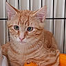 cat, kitten, orange_tabby, ginger, feline, pet, animal, portrait, close_up, sitting, indoors, container, orange, whiskers, green_eyes, ears, fur, striped_fur, curious, cute