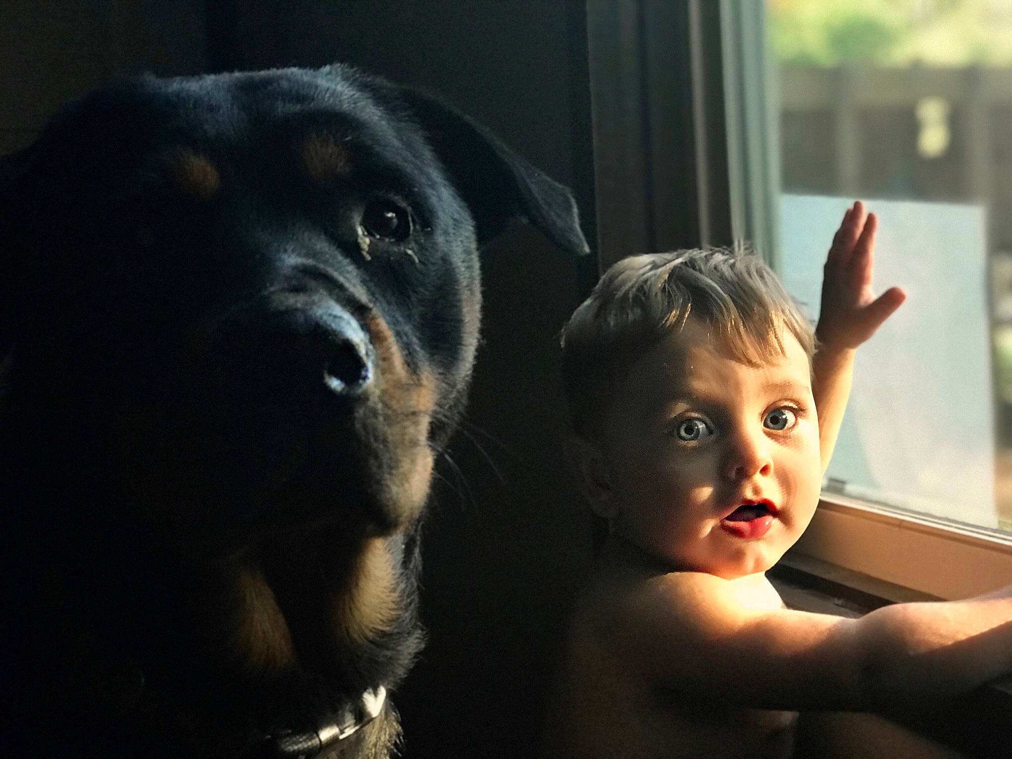 Wrangler joined the competition — help win amazing prizes! canidae, carnivore, child, dog, dog_breed, ear, eye, fawn, gesture, guard_dog, hand, head, human, muscle, nose, person, rottweiler, smile, sporting_group, toddler
