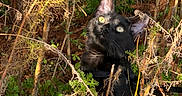 Samwise is registered to the contest to win money with this photo: black_cat, cat, animal, outdoor, nature, foliage, branches, greenery, wild, sunlight, curious, pet, mammal, eyes, ears, fur, exploring, daylight, closeup, wilderness