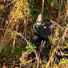 black_cat, cat, animal, outdoor, nature, foliage, branches, greenery, wild, sunlight, curious, pet, mammal, eyes, ears, fur, exploring, daylight, closeup, wilderness