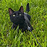 Samwise joined the competition — help win amazing prizes! black_cat, cat, grass, outdoor, greenery, leash, animal, pet, nature, curious, feline, eyes, whiskers, tail, mammal, playful, crouching, daylight, closeup, attention