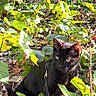 Samwise joined the competition — help win amazing prizes! black_cat, cat, leash, harness, green_leaves, plants, outdoor, nature, sunlight, yellow_eyes, animal, pet, curious, foliage, ground, daylight, closeup, wildlife, mammal, sitting