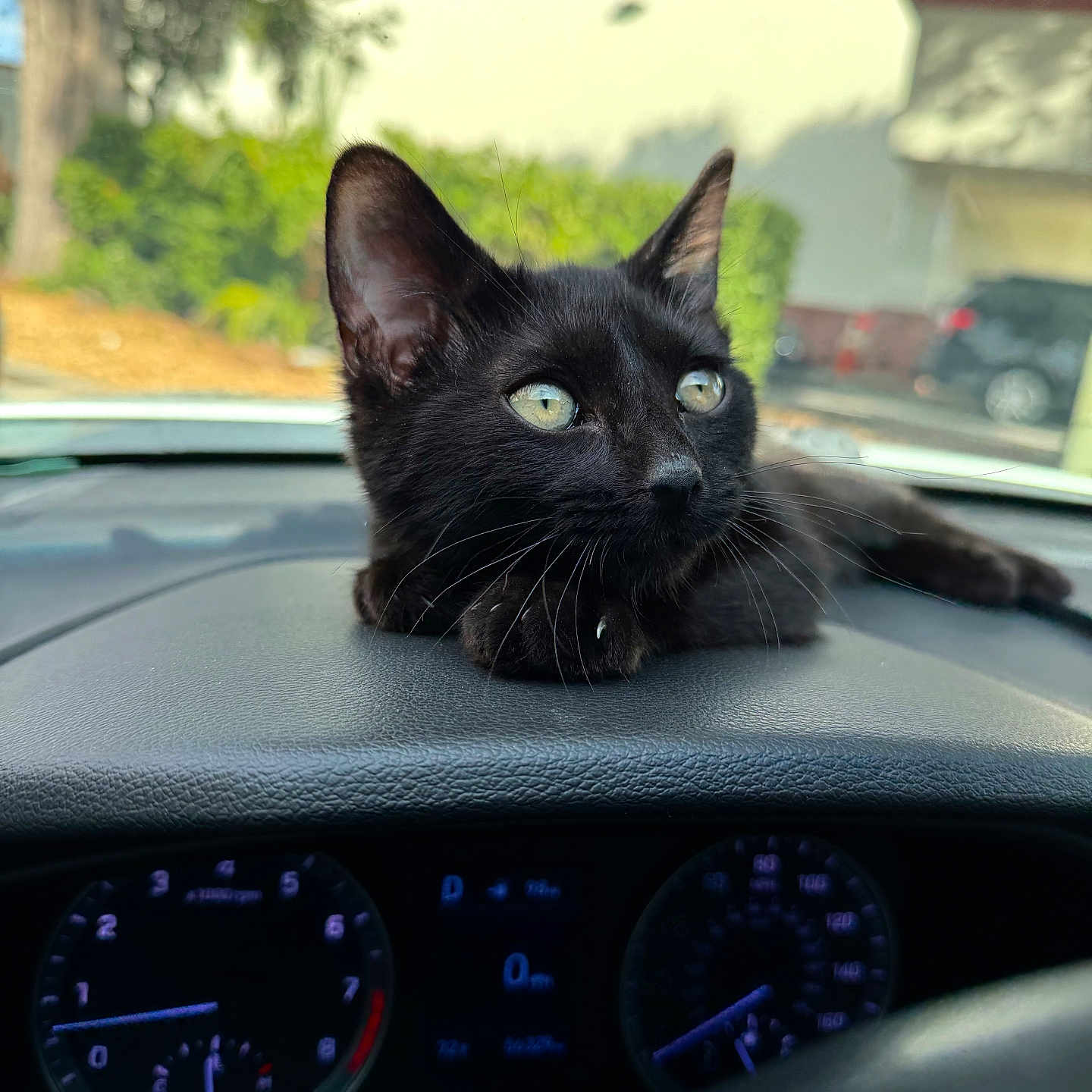 Samwise is registered to the contest to win money with this photo: black_cat, cat, dashboard, car_interior, animal, pet, window, greenery, outdoor, daylight, whiskers, ears, eyes, relaxing, still_life, vehicle, parked_car, nature, focus, curious