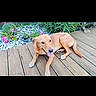 Maya a rejoint le concours — aidez-le/la à gagner de superbes lots ! dog, tan_dog, pet, animal, outdoor, wooden_deck, garden, plants, flowers, pink_flowers, pebbles, relaxed, lying_down, sitting, open_mouth, tongue, paws, tail, portrait, screenshot