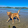 Maya participe au concours pour gagner de l'argent avec cette photo : dog, beach, seashore, shallow_water, coastal, outdoor, summer, sunny, blue_sky, water, sand, harness, collar, tail, standing, running, happy, animal, coastline, photographer_shadow