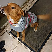 Maya participe au concours pour gagner de l'argent avec cette photo : dog, pet, sweater, clothing, holiday, festive, indoors, entryway, doormat, tile_floor, door, collar, leash, brown_dog, white_chest, standing, looking_up, wagging_tail, home, portrait