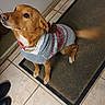 dog, pet, sweater, clothing, holiday, festive, indoors, entryway, doormat, tile_floor, door, collar, leash, brown_dog, white_chest, standing, looking_up, wagging_tail, home, portrait