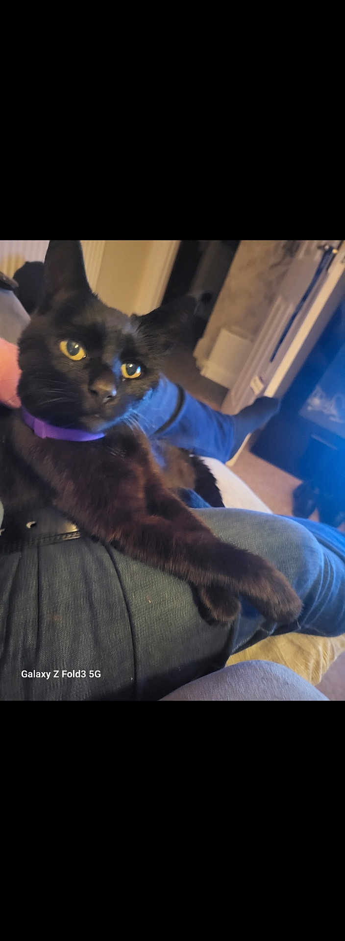 Gizmo