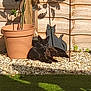 Gizmo is registered to the contest to win money with this photo: animal, backyard, canine, cat, dog, grass, indoors, interiordesign, jar, leaf, nature, outdoors, pet, plant, planter, pottedplant, pottery, puppy, vase, yard