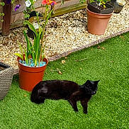 Gizmo joined the competition — help win amazing prizes! animal, backyard, cat, flower, garden, geranium, grass, indoors, interiordesign, jar, lawn, nature, outdoors, pet, plant, planter, pottedplant, pottery, vase, yard