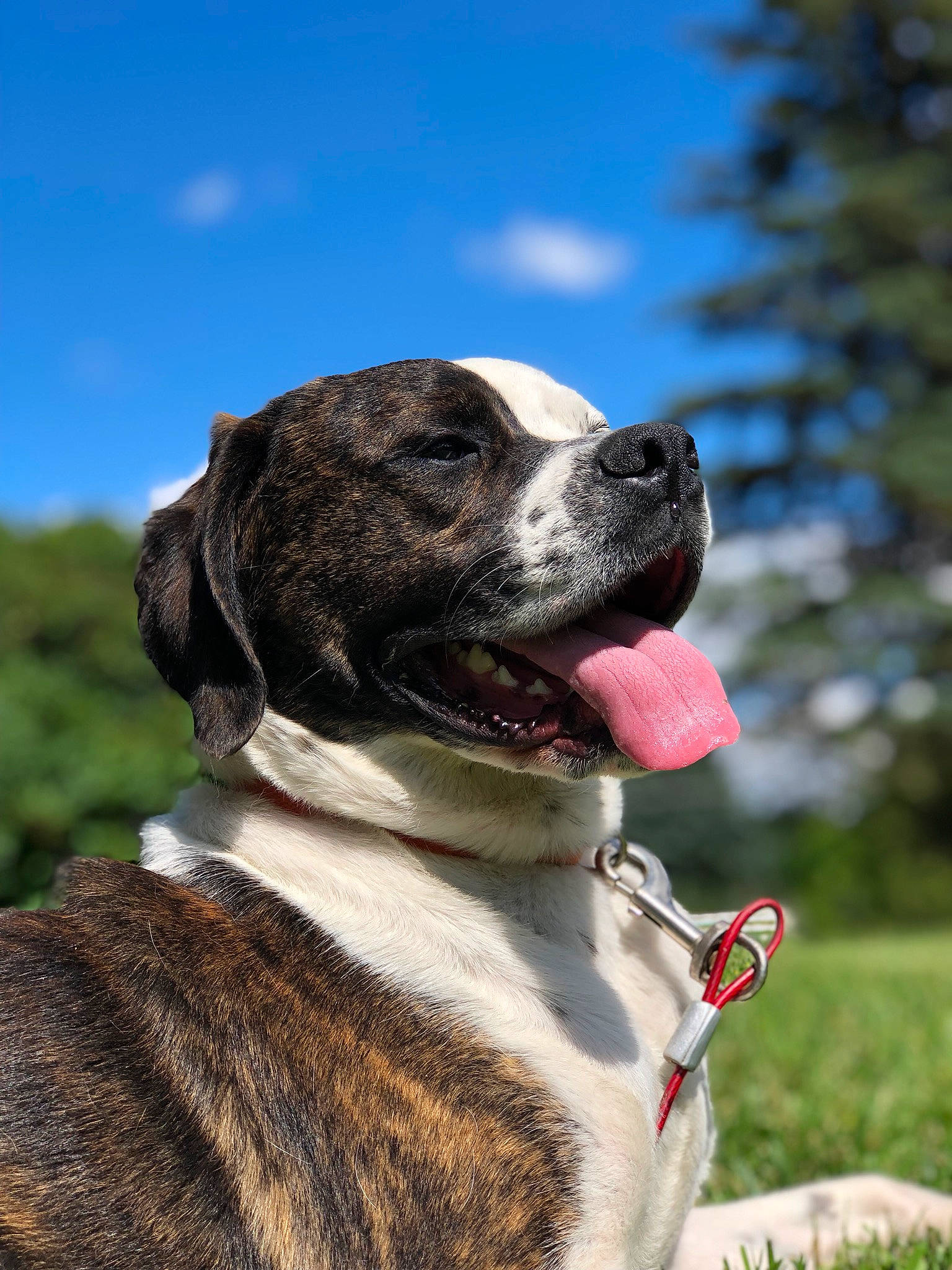 Frankie is registered to the contest to win money with this photo: adventure, canidae, carnivore, cloud, collar, companion_dog, dog, dog_breed, dog_collar, fang, fawn, fur, grass, gun_dog, plant, sky, snout, sporting_group, working_animal, working_dog