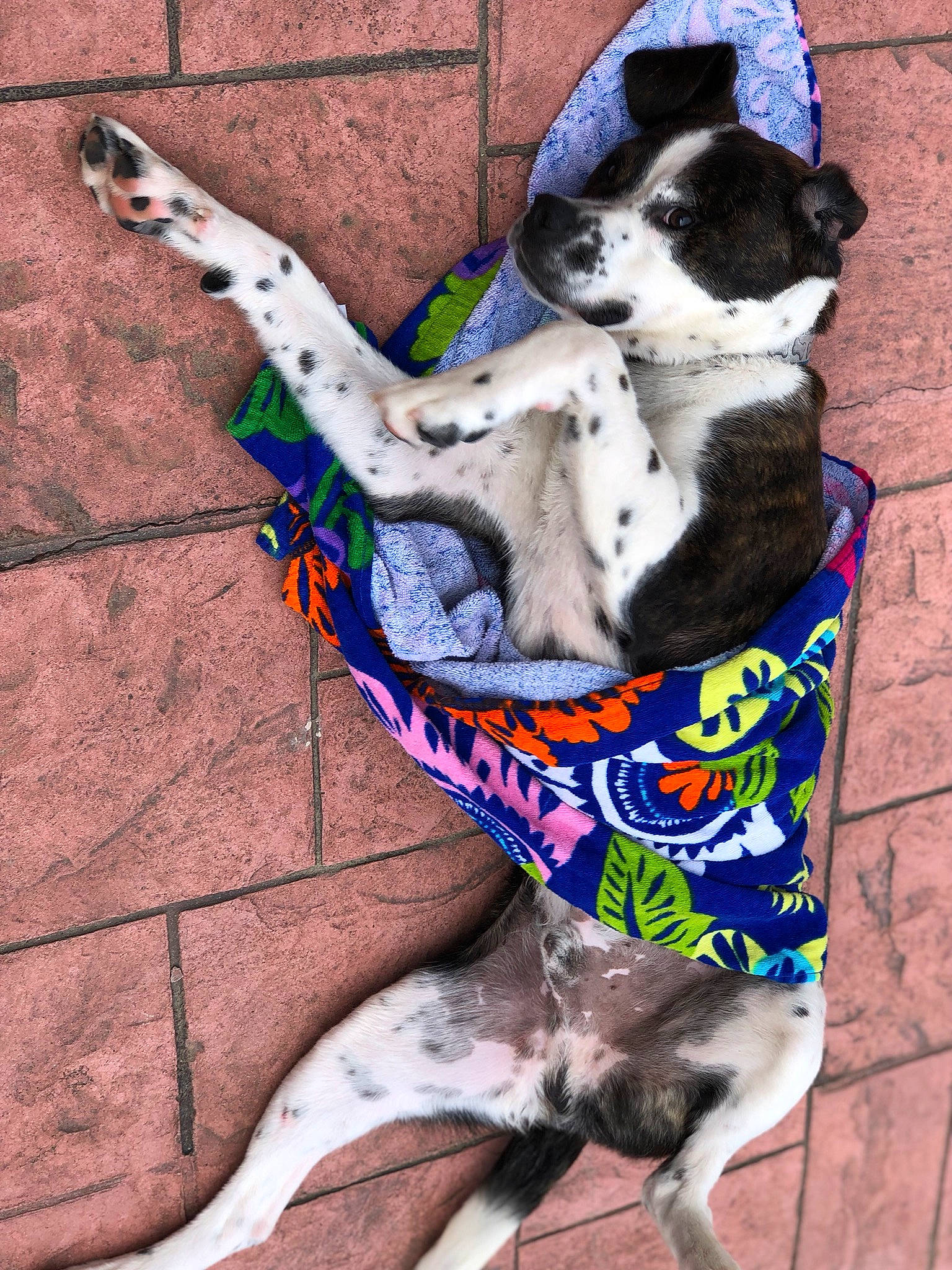 Frankie joined the competition — help win amazing prizes! canidae, carnivore, collar, companion_dog, dog, dog_breed, dog_clothes, dog_collar, dog_supply, fawn, flooring, fur, leash, paw, pet_supply, snout, sporting_group, tail, toy_dog, working_animal