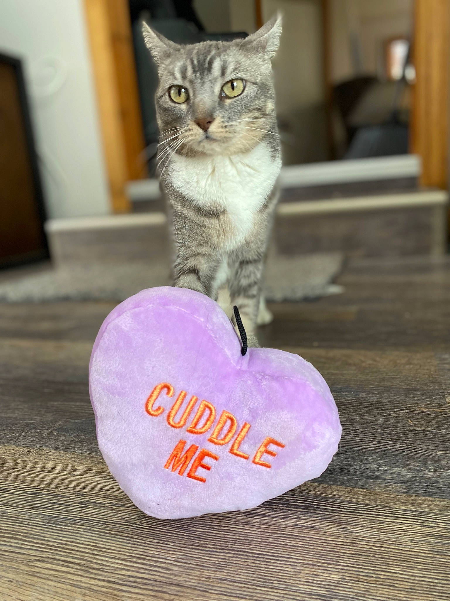 Mia is registered to the contest to win money with this photo: art, carnivore, cat, domestic_short_haired_cat, fawn, felidae, flooring, font, fur, happy, hardwood, heart, magenta, petal, purple, sitting, small_to_medium_sized_cats, tail, whiskers, wood