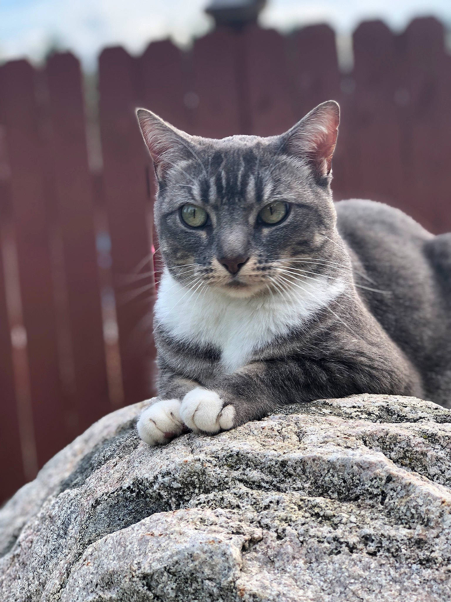 Mia joined the competition — help win amazing prizes! bedrock, carnivore, cat, domestic_short_haired_cat, felidae, fur, grey, monochrome_photography, organism, rock, sitting, small_to_medium_sized_cats, snout, tail, terrestrial_animal, whiskers, wildlife