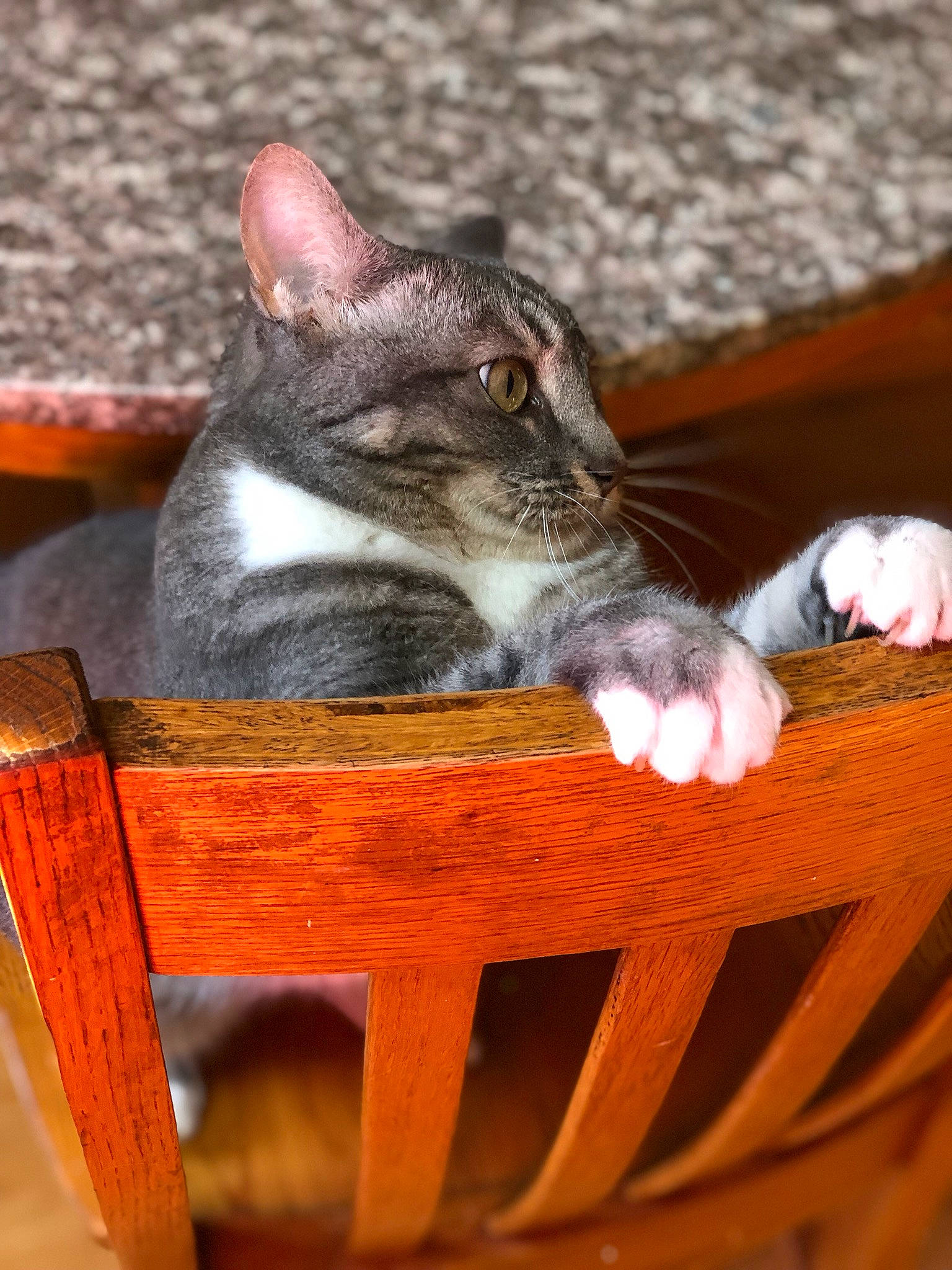 Mia joined the competition — help win amazing prizes! carnivore, cat, cat_supply, chair, comfort, fawn, felidae, fence, fur, grass, sitting, small_to_medium_sized_cats, snout, terrestrial_animal, whiskers, wildlife, wood