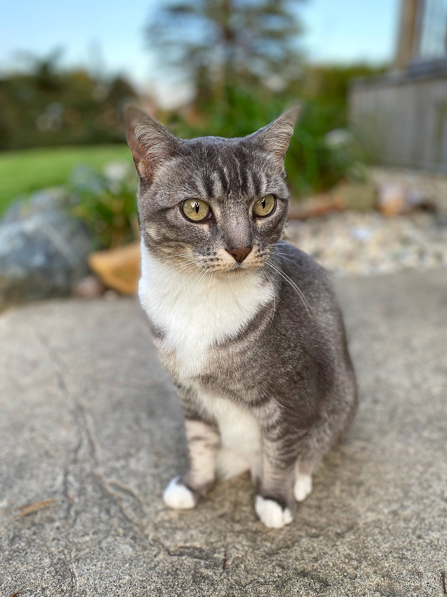 Mia is registered to the contest to win money with this photo: carnivore, cat, domestic_short_haired_cat, felidae, fur, grass, grey, head, paw, plant, road_surface, sky, small_to_medium_sized_cats, snout, tail, terrestrial_animal, tree, whiskers, wildlife, window