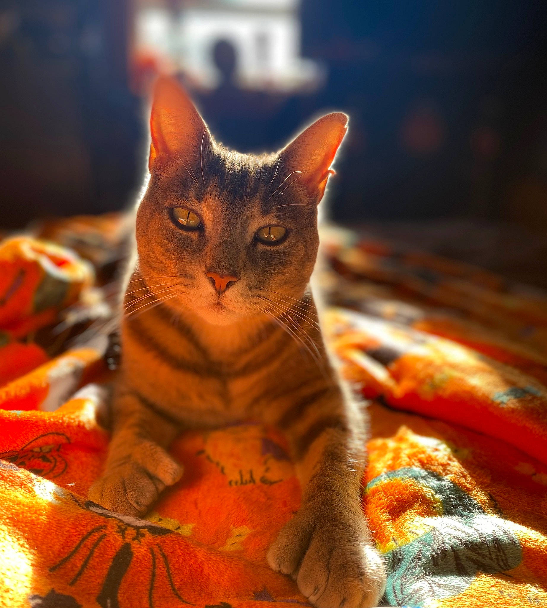 Max joined the competition — help win amazing prizes! carnivore, cat, claw, close_up, comfort, domestic_short_haired_cat, fawn, felidae, fur, macro_photography, orange, paw, sitting, small_to_medium_sized_cats, snout, still_life_photography, tail, terrestrial_animal, whiskers, wildlife