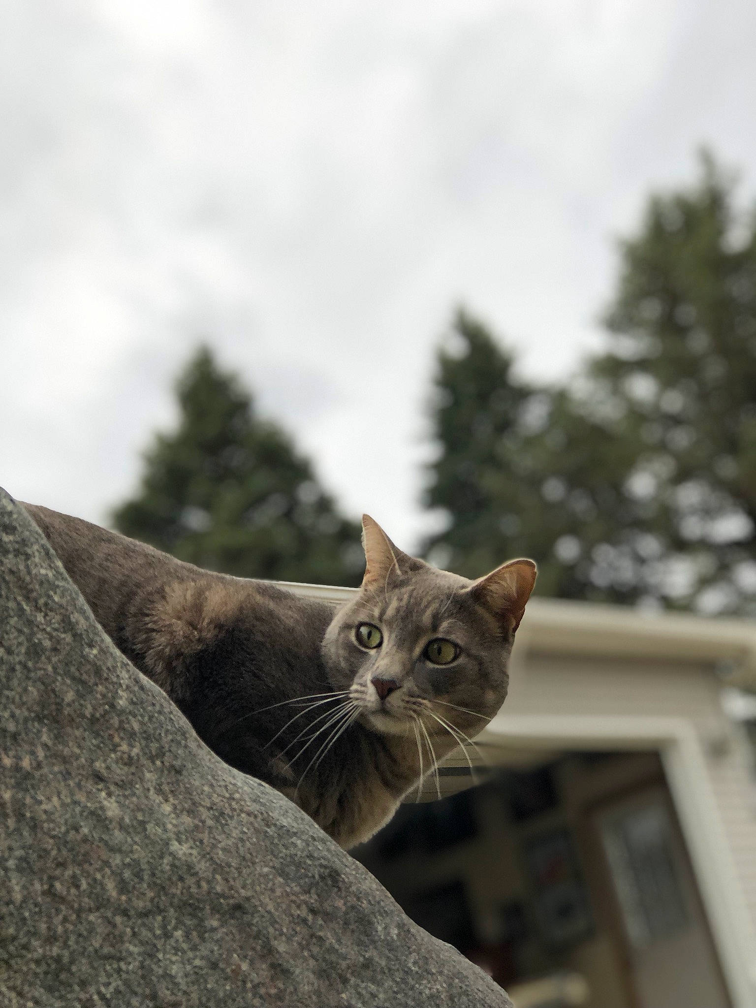 Max joined the competition — help win amazing prizes! carnivore, cat, cloud, domestic_short_haired_cat, fawn, felidae, fur, grey, roof, sitting, sky, small_to_medium_sized_cats, snout, tail, terrestrial_animal, tree, whiskers, wildlife, window, wood