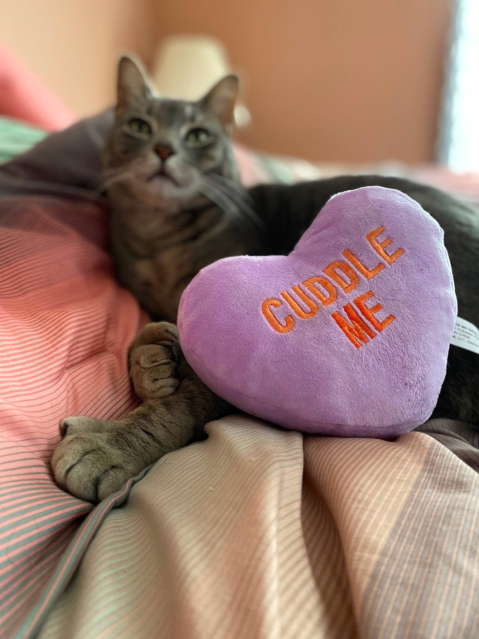 Max joined the competition — help win amazing prizes! carmine, carnivore, cat, comfort, domestic_short_haired_cat, electric_blue, fashion_accessory, felidae, font, foot, fur, grey, human_leg, linens, paw, sitting, slipper, small_to_medium_sized_cats, whiskers, window