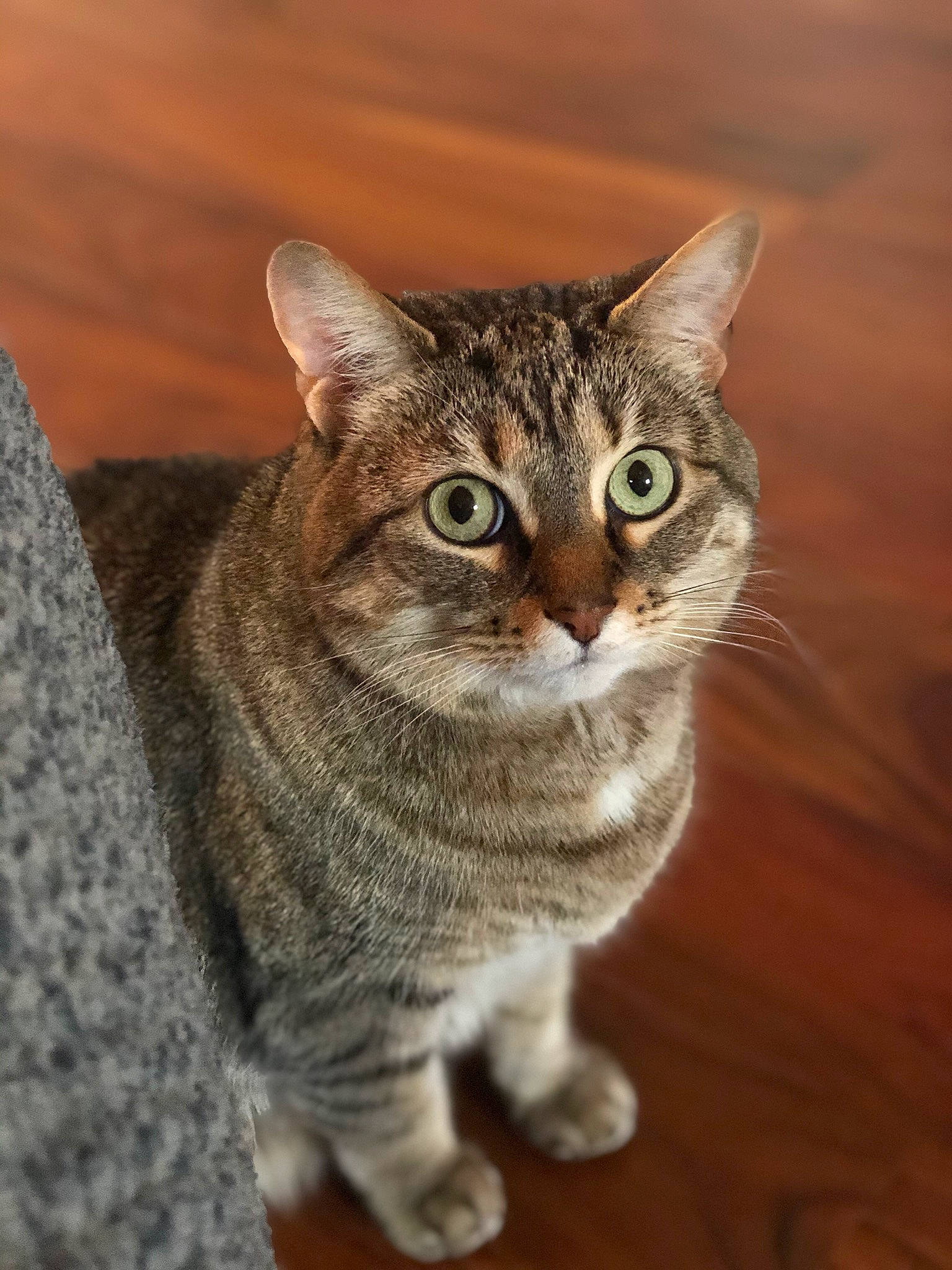 Miss Kitty is registered to the contest to win money with this photo: art, carnivore, cat, domestic_short_haired_cat, eye, felidae, flooring, fur, hardwood, head, paw, sitting, small_to_medium_sized_cats, snout, terrestrial_animal, whiskers, wildlife, wood