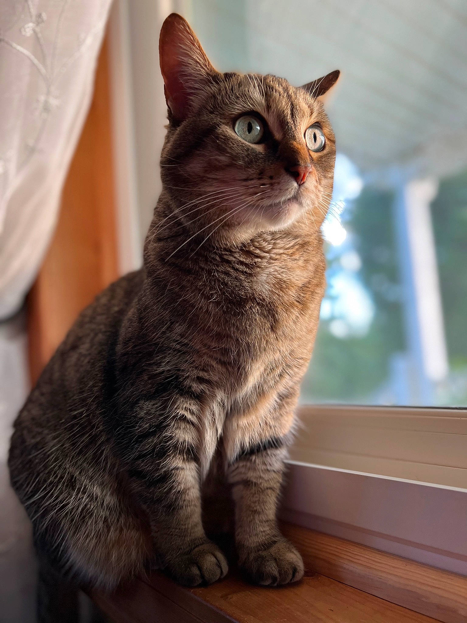 Miss Kitty is registered to the contest to win money with this photo: carnivore, cat, claw, domestic_short_haired_cat, eye, felidae, fur, hardwood, paw, sitting, small_to_medium_sized_cats, snout, tail, terrestrial_animal, whiskers, wildlife, window, wood