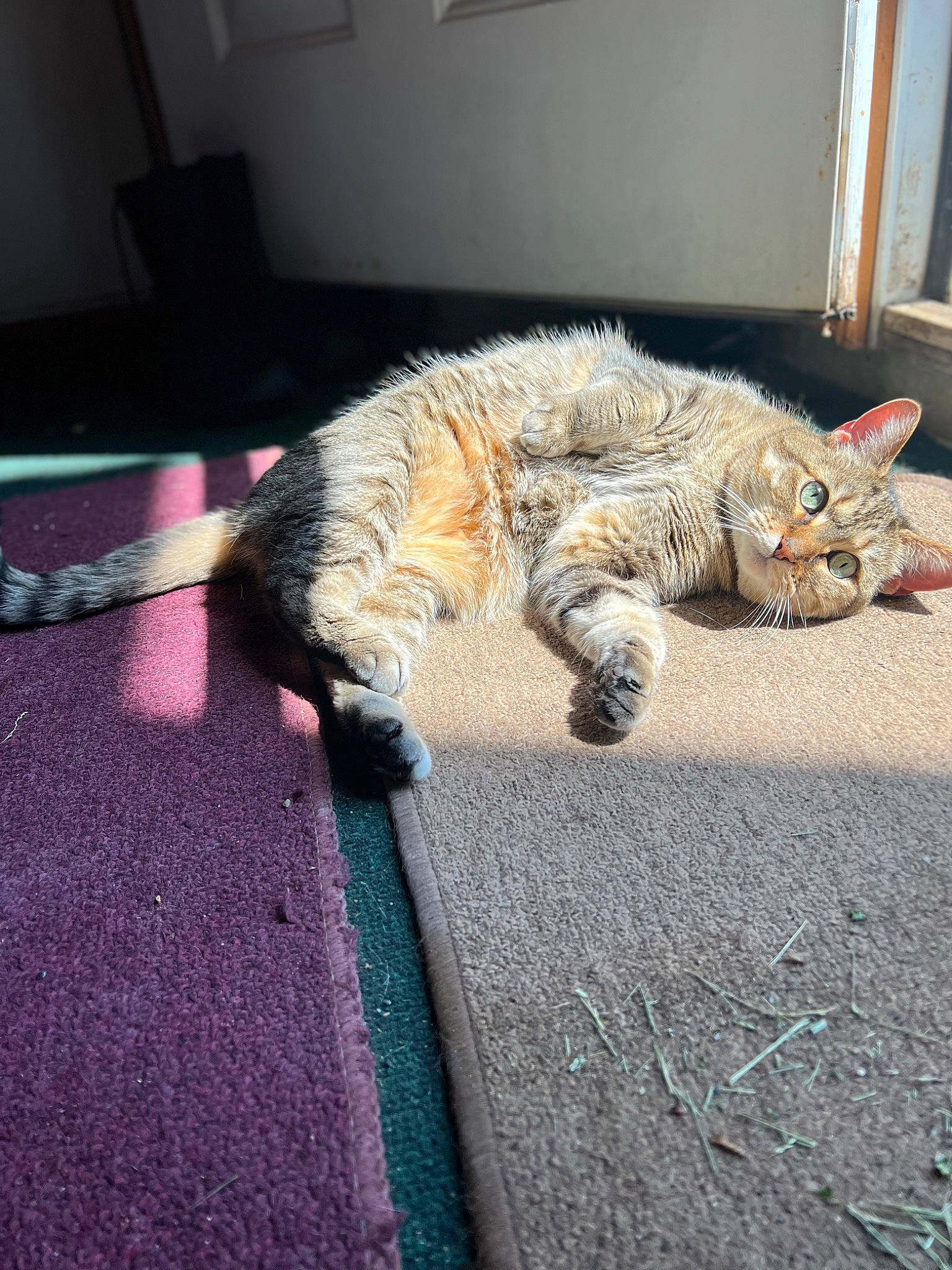 Miss Kitty joined the competition — help win amazing prizes! asphalt, carnivore, cat, claw, comfort, domestic_short_haired_cat, eye, felidae, flooring, fur, nap, paw, road_surface, sitting, small_to_medium_sized_cats, snout, tail, terrestrial_animal, whiskers, window