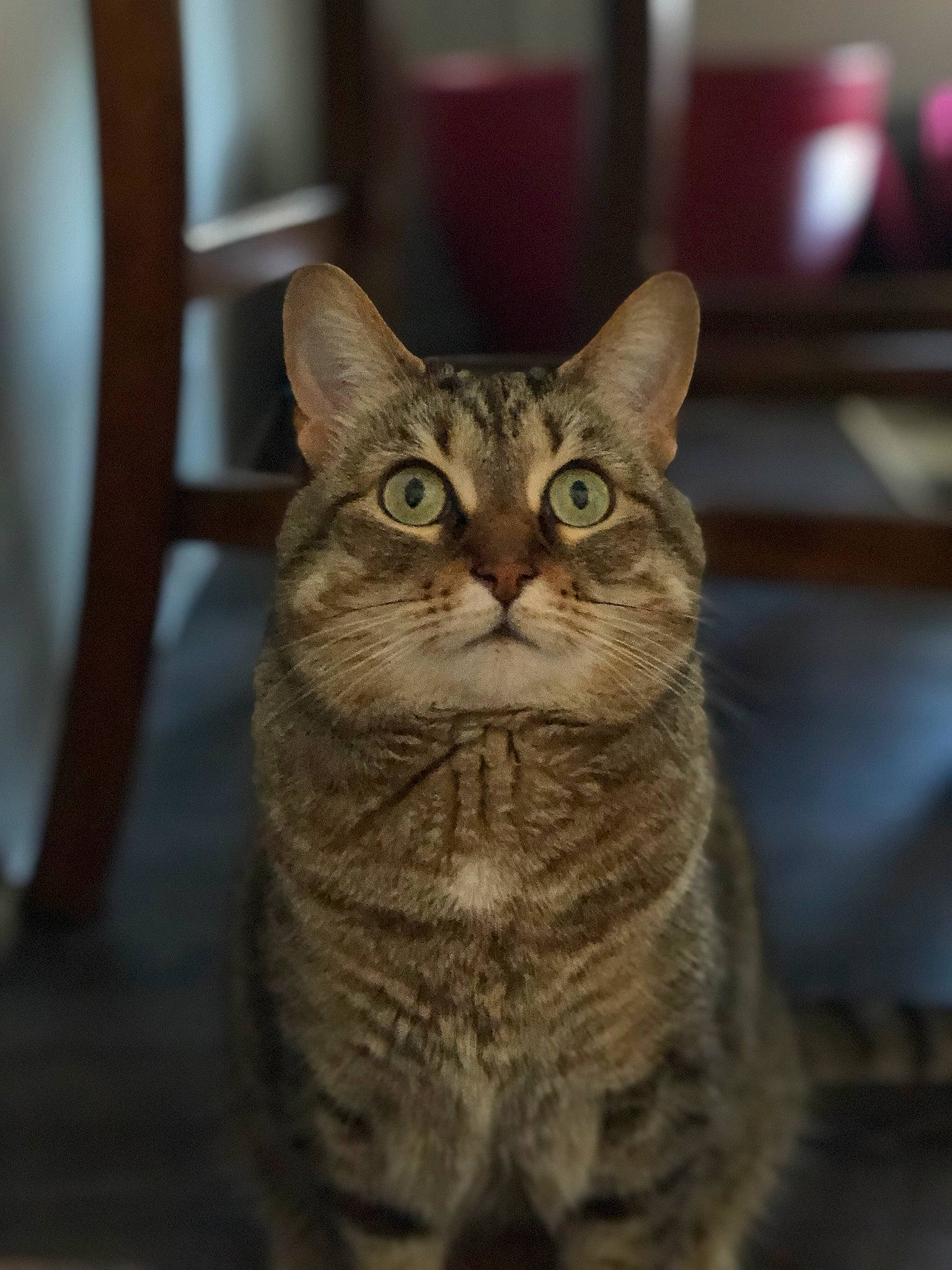 Miss Kitty is registered to the contest to win money with this photo: carnivore, cat, domestic_short_haired_cat, door, felidae, fur, paw, sitting, small_to_medium_sized_cats, snout, tail, terrestrial_animal, tree, whiskers, wildlife, window, wood