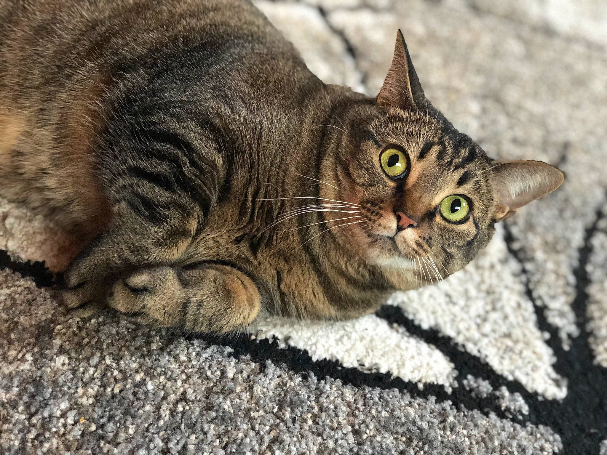Kiara joined the competition — help win amazing prizes! carnivore, cat, claw, domestic_short_haired_cat, eye, felidae, fur, grass, organism, paw, road_surface, sitting, small_to_medium_sized_cats, snout, soil, tail, terrestrial_animal, whiskers, wildlife