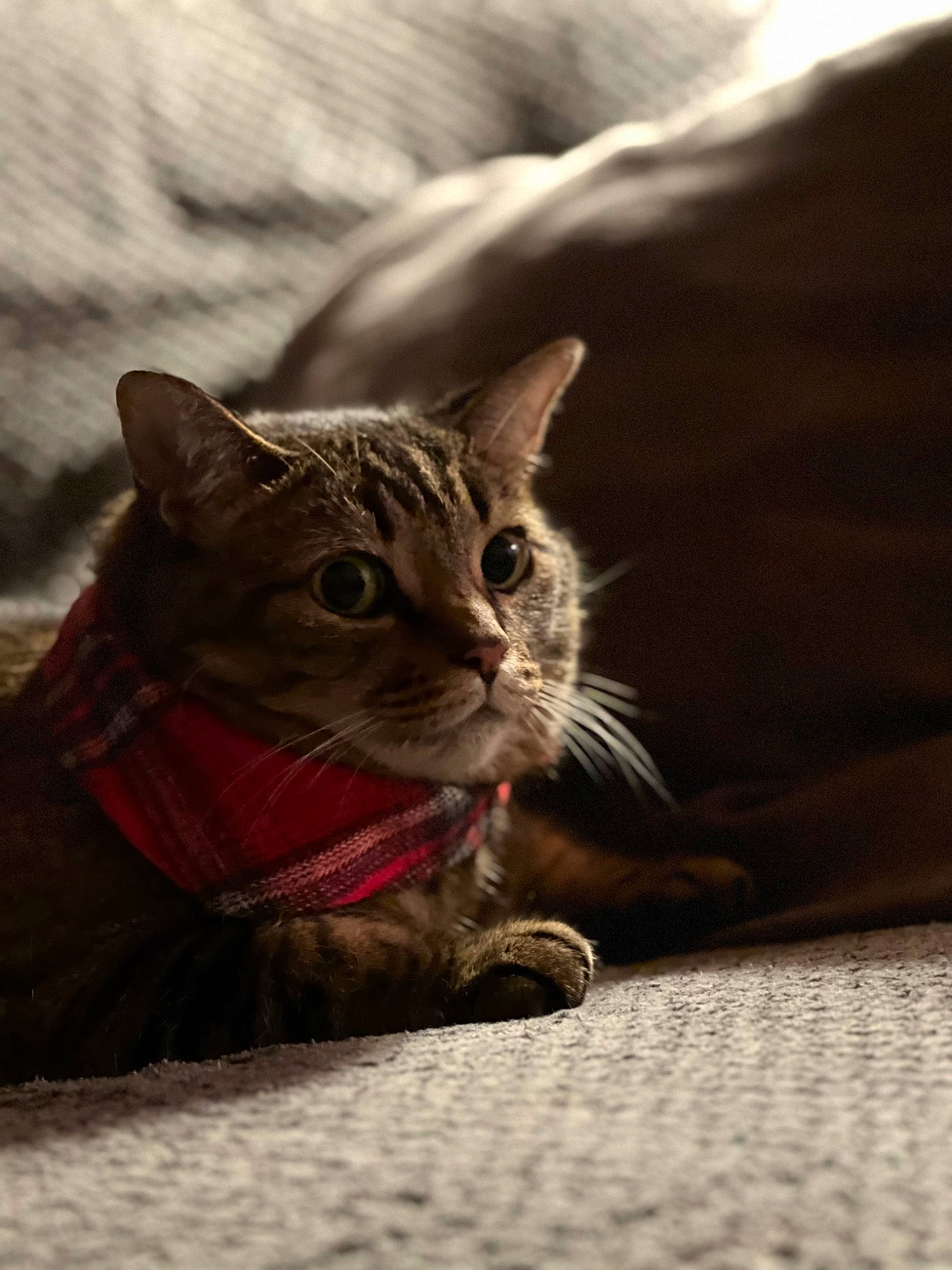 Kiara is registered to the contest to win money with this photo: carnivore, cat, comfort, domestic_short_haired_cat, felidae, flooring, fur, grey, mammal, monochrome_photography, paw, sand, sitting, small_to_medium_sized_cats, snout, tail, terrestrial_animal, vertebrate, whiskers, wildlife