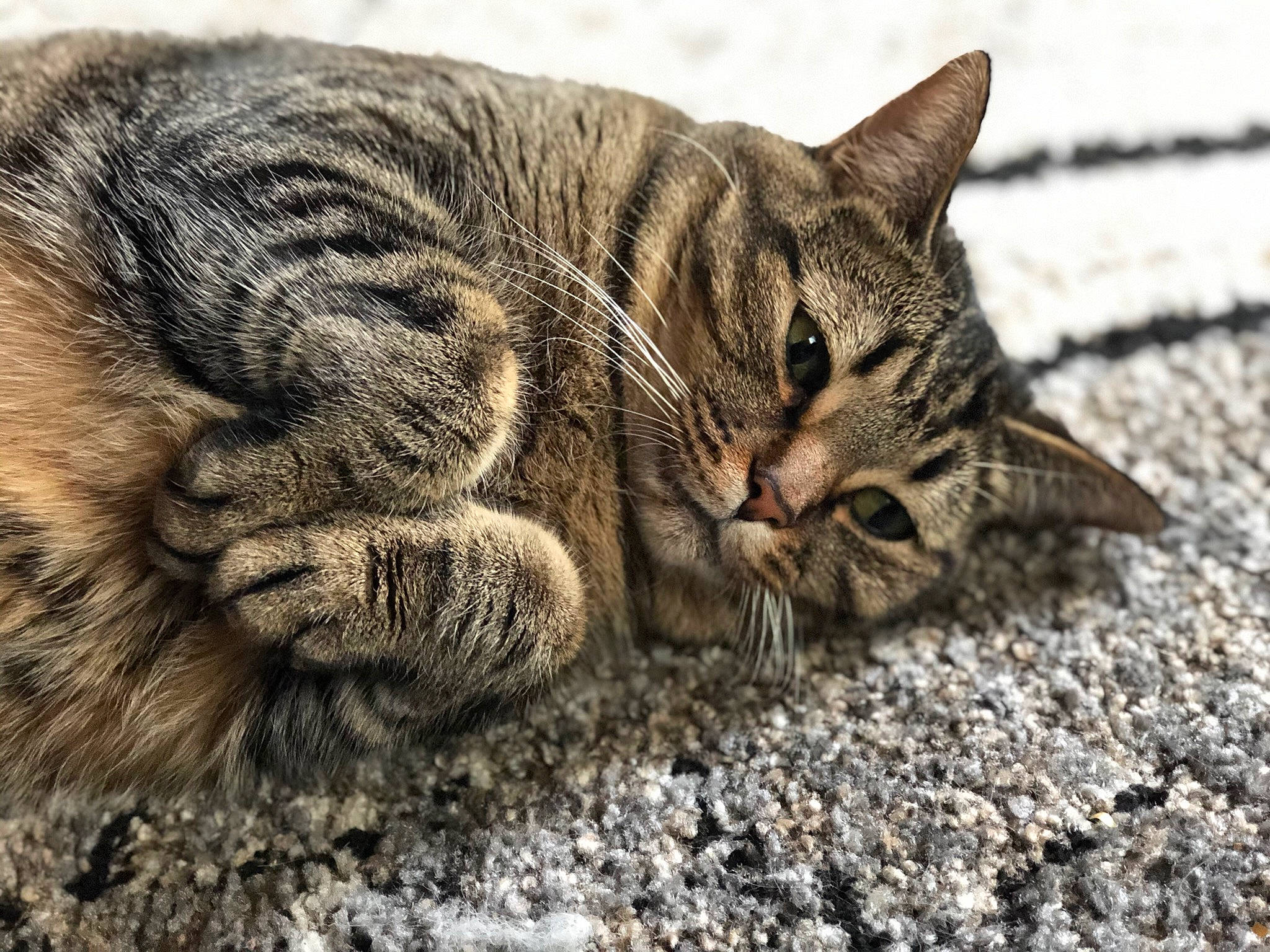 Kiara is registered to the contest to win money with this photo: carnivore, cat, claw, comfort, domestic_short_haired_cat, eye, fawn, felidae, fur, grass, nap, organism, paw, small_to_medium_sized_cats, snout, soil, tail, terrestrial_animal, whiskers, wildlife