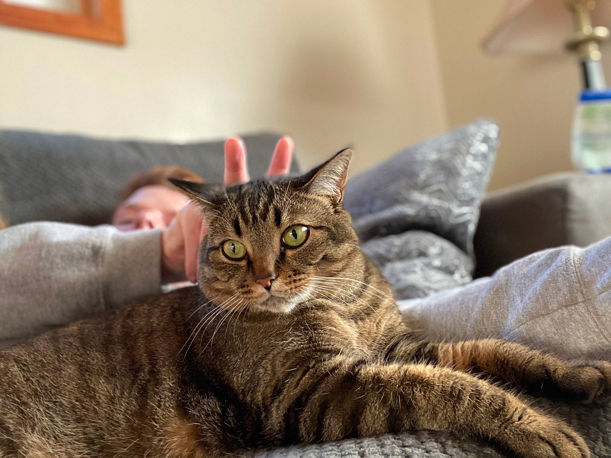 Kiara is registered to the contest to win money with this photo: carnivore, cat, claw, comfort, couch, domestic_short_haired_cat, ear, felidae, fur, picture_frame, room, sitting, small_to_medium_sized_cats, snout, terrestrial_animal, tree, whiskers