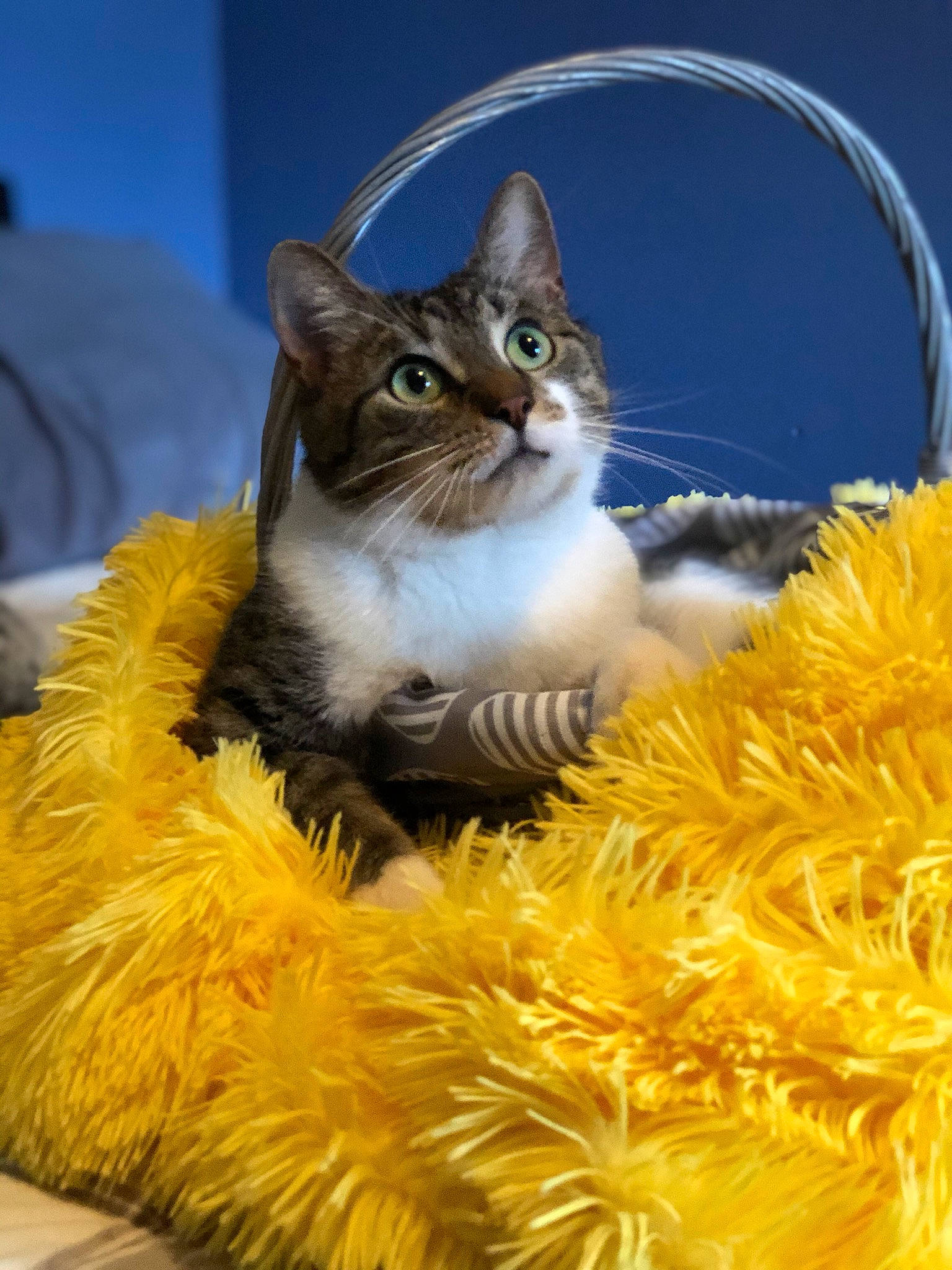 Kit Kat is registered to the contest to win money with this photo: art, carnivore, cat, cat_supply, domestic_short_haired_cat, event, felidae, fur, grass, holiday, paw, photo_caption, plant, small_to_medium_sized_cats, snout, tail, tree, whiskers, wildlife, yellow