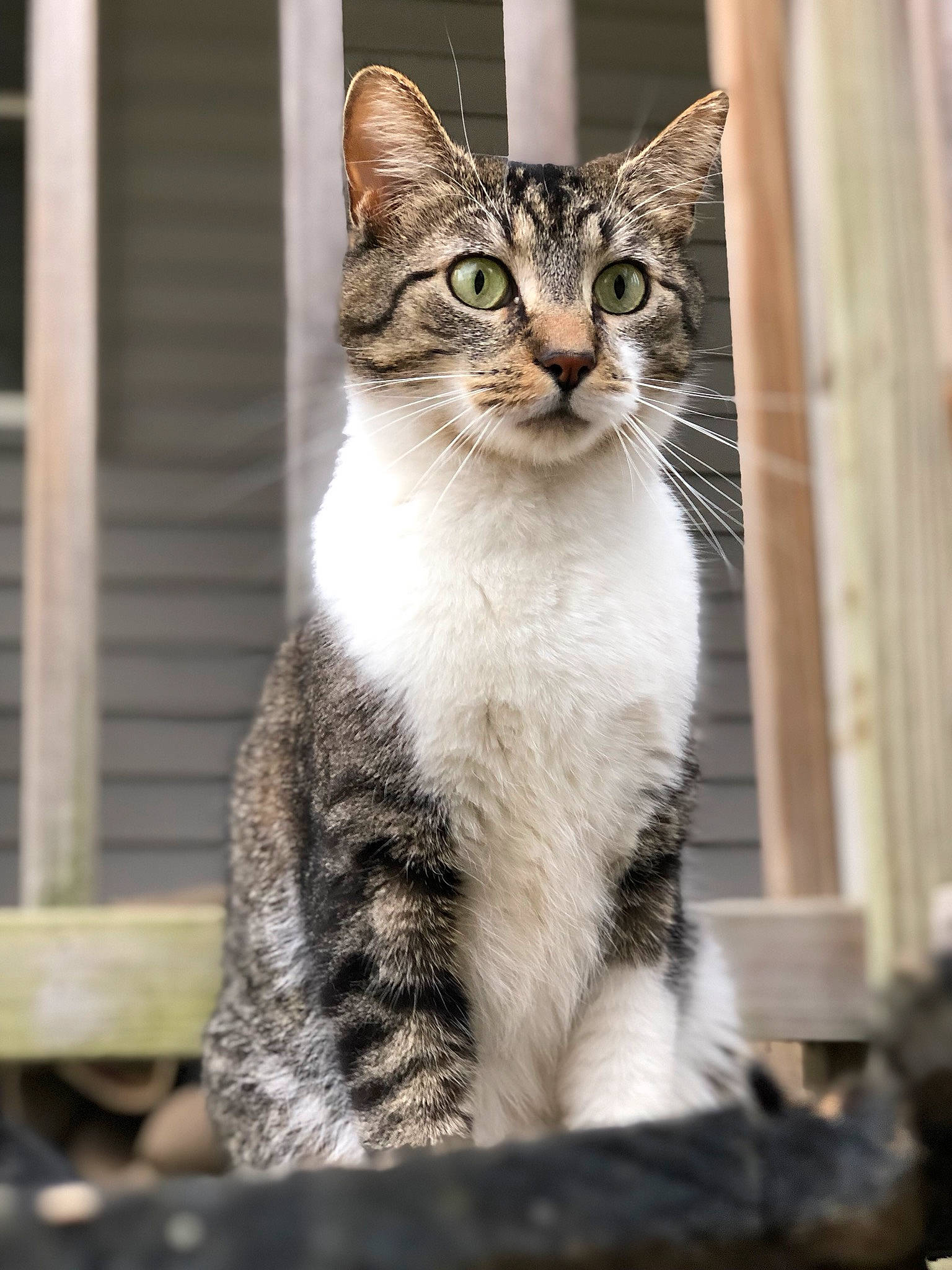 Kit Kat joined the competition — help win amazing prizes! carnivore, cat, domestic_short_haired_cat, door, felidae, fur, paw, sitting, small_to_medium_sized_cats, snout, tail, terrestrial_animal, tree, whiskers, wildlife, window