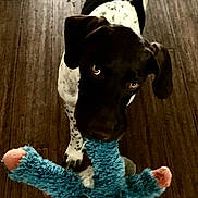 Bruno joined the competition — help win amazing prizes! dog, puppy, toy, plush_toy, wooden_floor, black_and_white, pet, indoor, playful, canine, animal, looking_up, curious, young_dog, flooring, domestic_animal, standing, mammal, pet_toy, companion