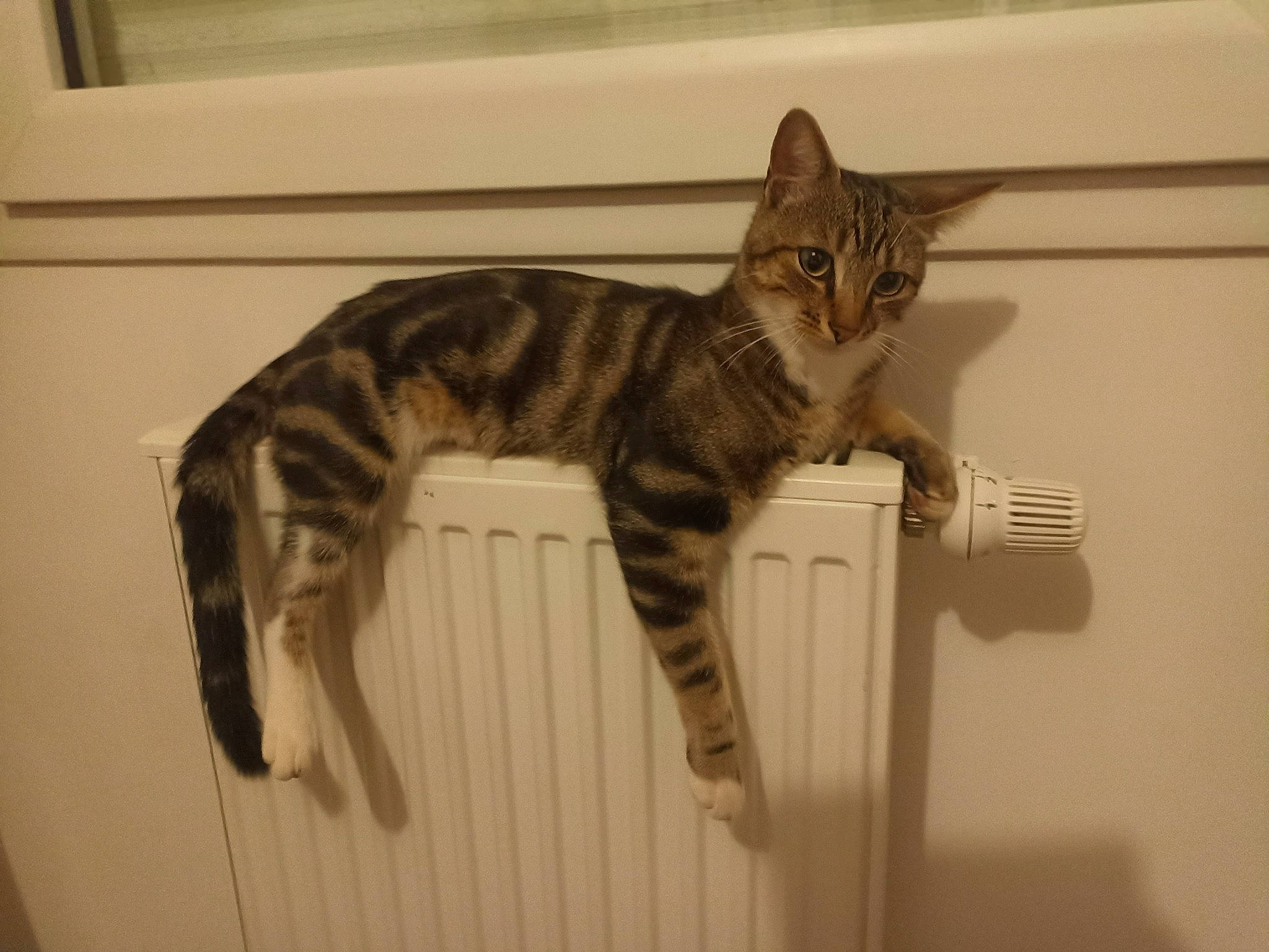 Frost participe au concours pour gagner de l'argent avec cette photo : art, carnivore, cat, domestic_short_haired_cat, felidae, fur, paw, small_to_medium_sized_cats, snout, tail, terrestrial_animal, whiskers, wood