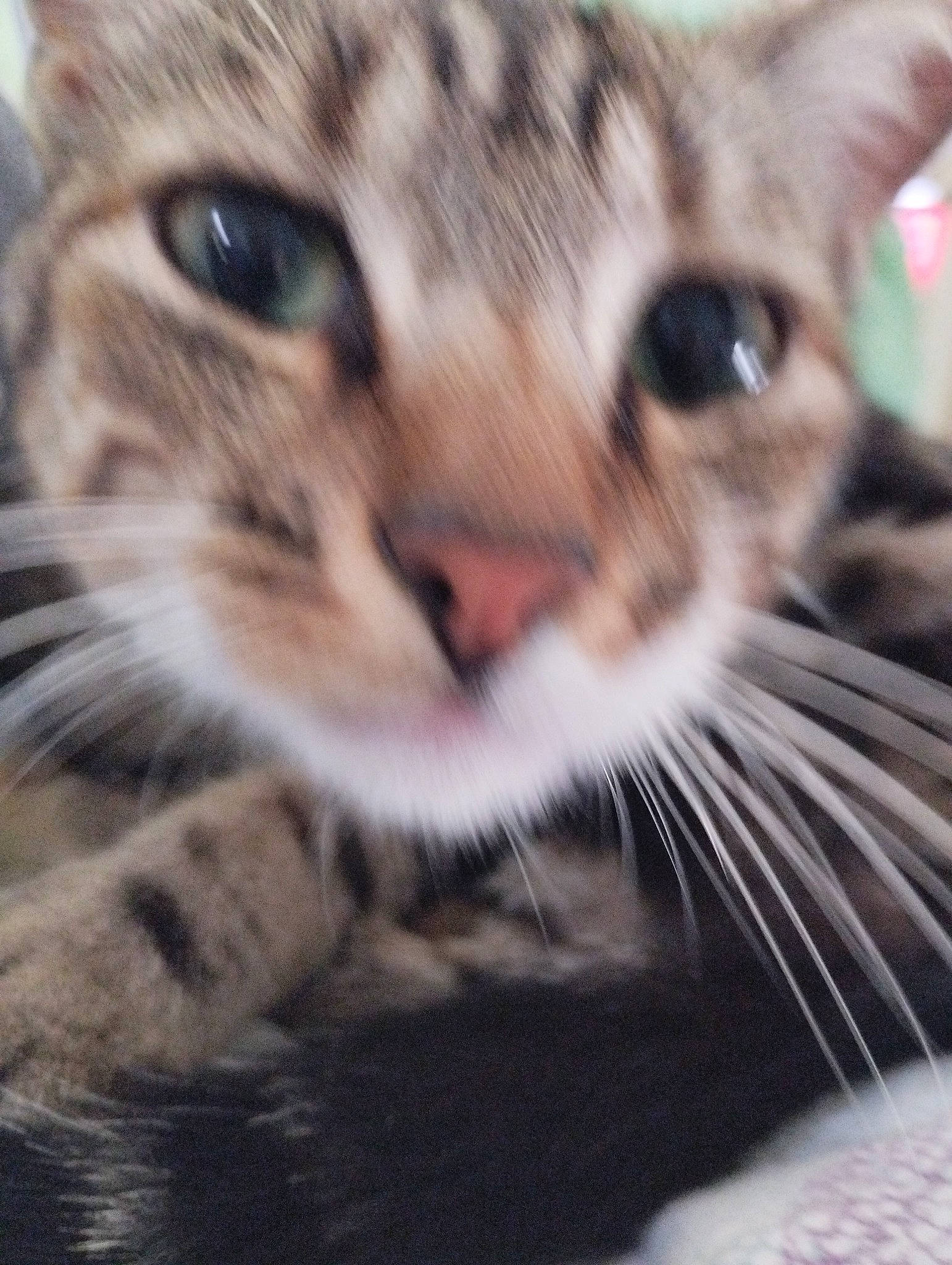 Frost a rejoint le concours — aidez-le/la à gagner de superbes lots ! carnivore, cat, close_up, domestic_short_haired_cat, felidae, fur, iris, photography, small_to_medium_sized_cats, snout, terrestrial_animal, whiskers, wildlife